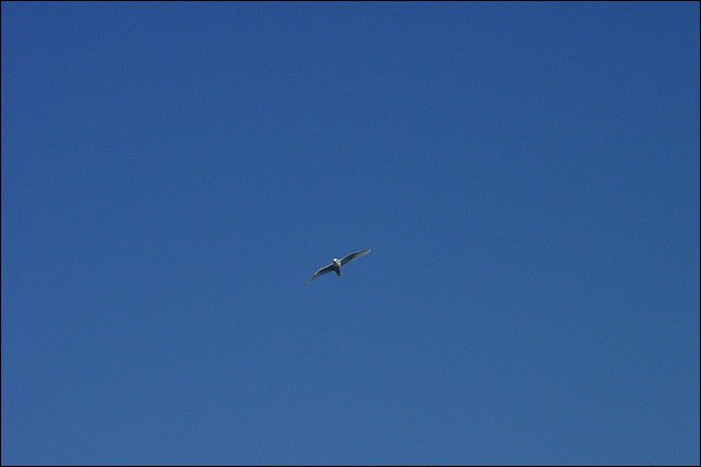 20030807_03_Hvalspotning.jpg