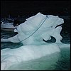 20030720_07_Tasiussaq_isbjerg_flytning.jpg