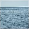 20030807_05_Hvalspotning.jpg