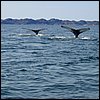 20030807_13_Hvalspotning.jpg