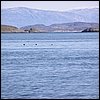 20030807_14_Hvalspotning.jpg