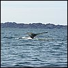 20030807_21_Hvalspotning.jpg