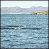 20030807_25_Hvalspotning.jpg